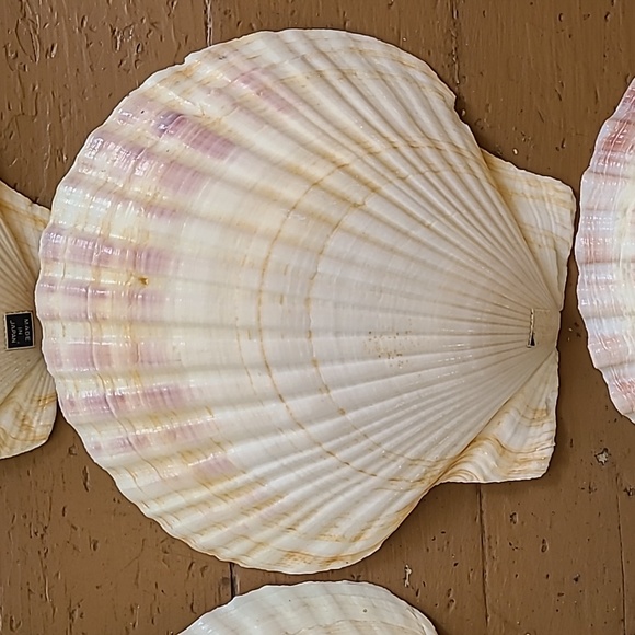 Large Scalloped Clam Shells Made in Japan - Picture 6 of 16